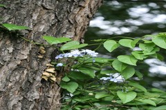 Plumbago auriculata